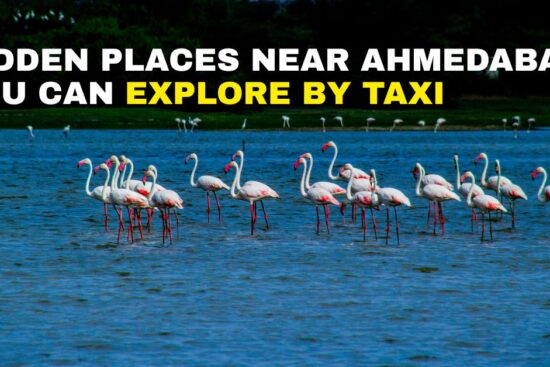 Hidden places near Ahmedabad you can explore by taxi – Flamingos at a serene lake | Taxi Service in Ahmedabad
