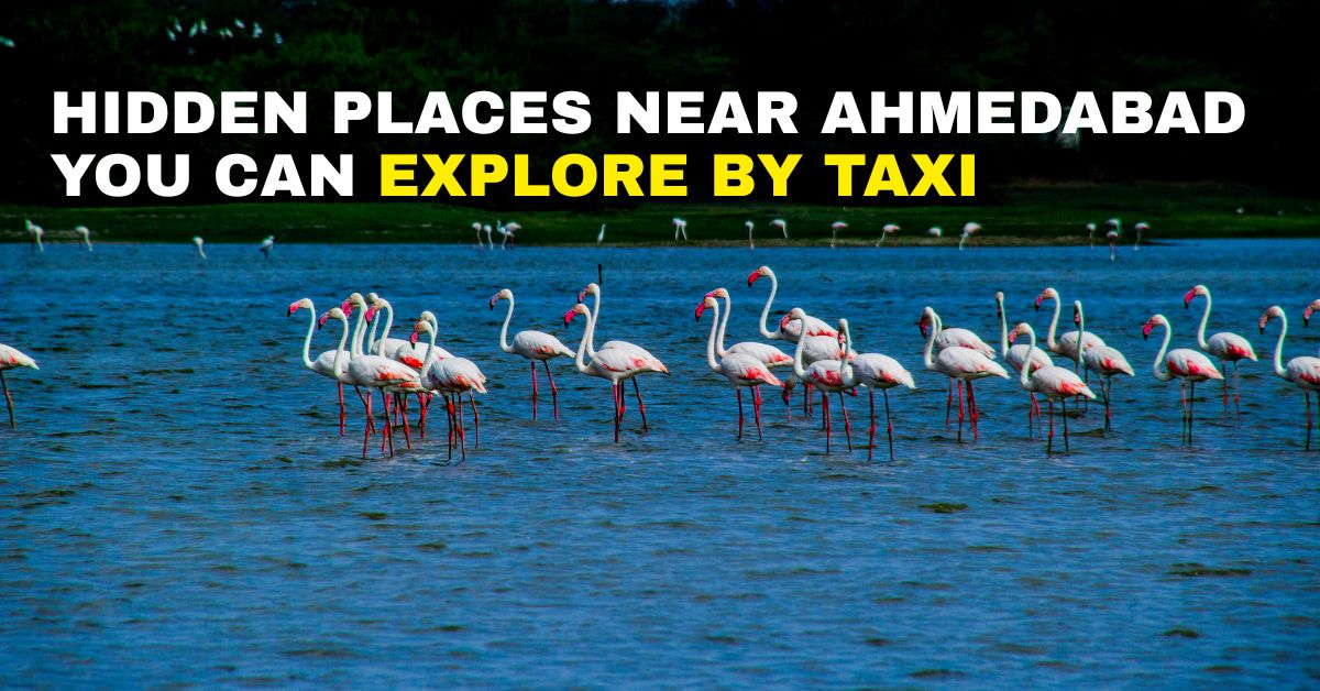 Hidden places near Ahmedabad you can explore by taxi – Flamingos at a serene lake | Taxi Service in Ahmedabad