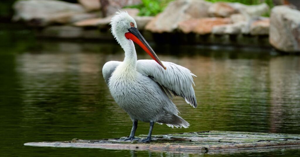 Migratory birds at Nalsarovar Bird Sanctuary near Ahmedabad | Taxi Service in Ahmedabad