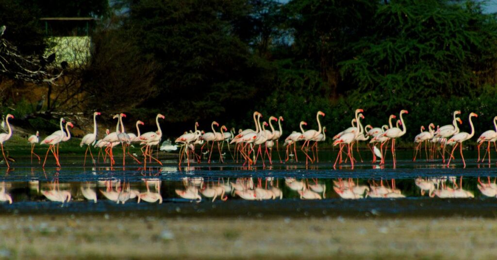 Thol Lake bird sanctuary early morning view near Ahmedabad | Taxi Service in Ahmedabad